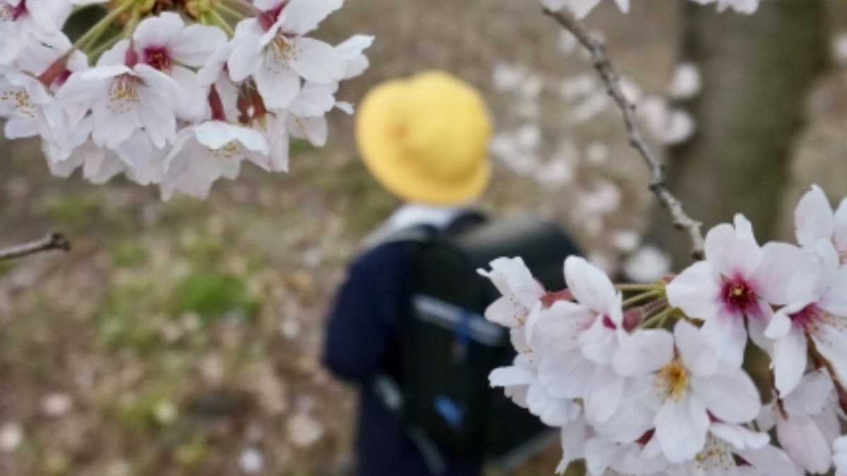 桜の下の黄色帽子の男の子