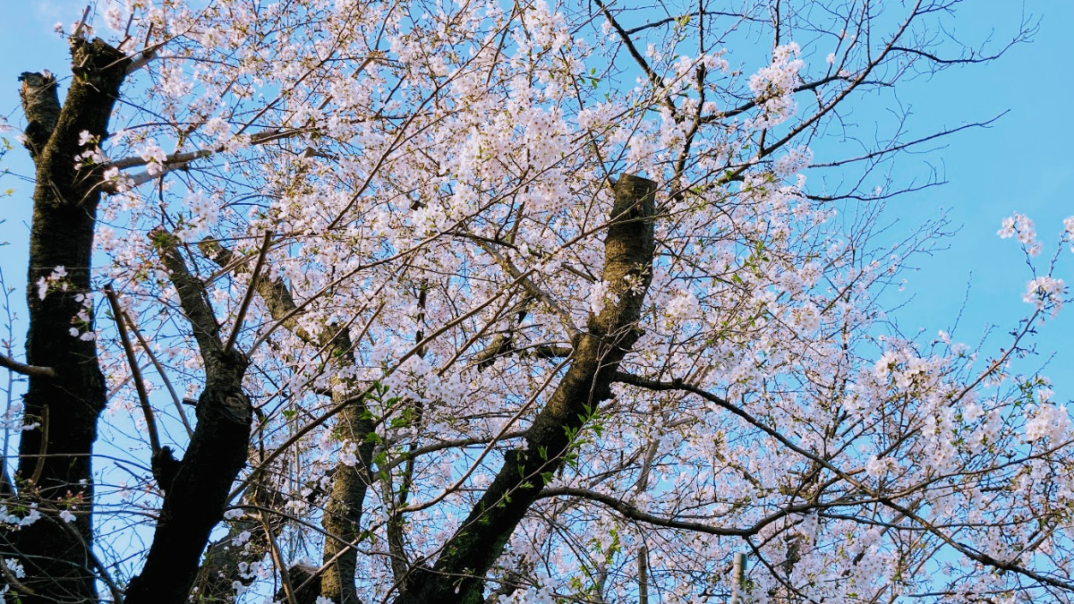 下から見た満開の桜