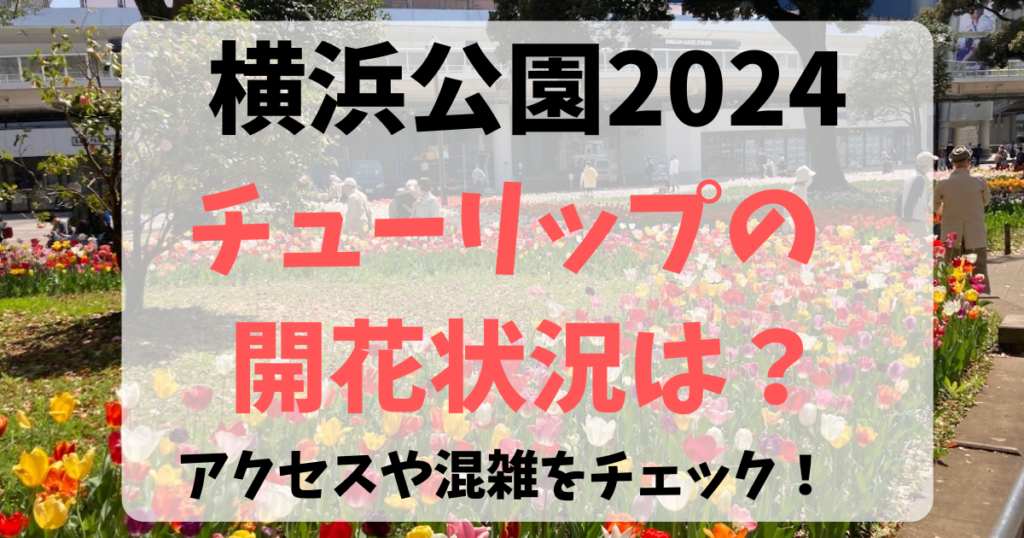 横浜公園のチューリップの開花状況とアクセスと混雑まとめ