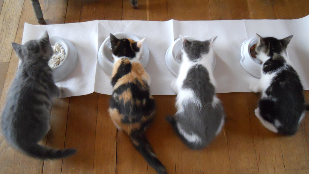 猫が一列になってご飯を食べているところ